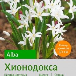  Хионодокса (Chionodoxa) Alba